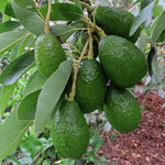 Live Dwarf Avocado Tree Plant in 3 Gallon Pot, Cold Hardy Avocado Tree 2-3 Ft Tall, Ready to Bear Fruits