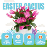 Easter Cactus Live Plant, 4-9” Tall, Rooted Holiday Cactus Succulent Plant for Indoor or Outdoor Growing, Easy Care Flowering Houseplant (Pink Easter Cactus)