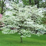 White Dogwood Tree Live Plant in Quart Pot, 6 to 12 Inc Tall, Live White Flowering Dogwood Trees Shrubs for Planting Outdoors