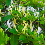 2 Winter Honeysuckle Plants Live for Planting, Fragrant, Easy to Grow, Perfect for Landscaping, No Pot, Ideal for Trellises Fences, Climbing or Bush, Rooted Cutting 8-12", Dormant No Leaf