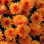 3 Hardy Chrysanthemum Plants Live, Orange Mums Plants Live, 5 to 7 Inc Tall, Chrysanthemum Flowers Perennials Gardening Outdoor