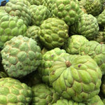 Sugar Apple Tree Live Plant, 2-3 Ft in One Gallon Pot, 2 Years Old Tree Annona Squamosa Soursop Like, Outdoor Spring Tropical Fruit Planting, No CA