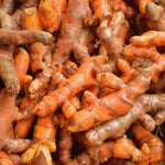 2 Yellow Turmeric Plants Live, Curcuma Turmeric Root, 5 to 7 Inc Tall