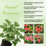 2 Red Scented Geranium Plants Live 4–7 Inches Tall, Fragrant Flowering Geranium Herb Plant, Indoor Outdoor Container Plant for Garden