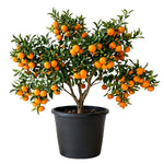 Live Satsuma Mandarin Tree Plant in 1 Gallon Pot, Sweet Tangerine Citrus Tree Suitable for Patio or Outdoor Garden Growing
