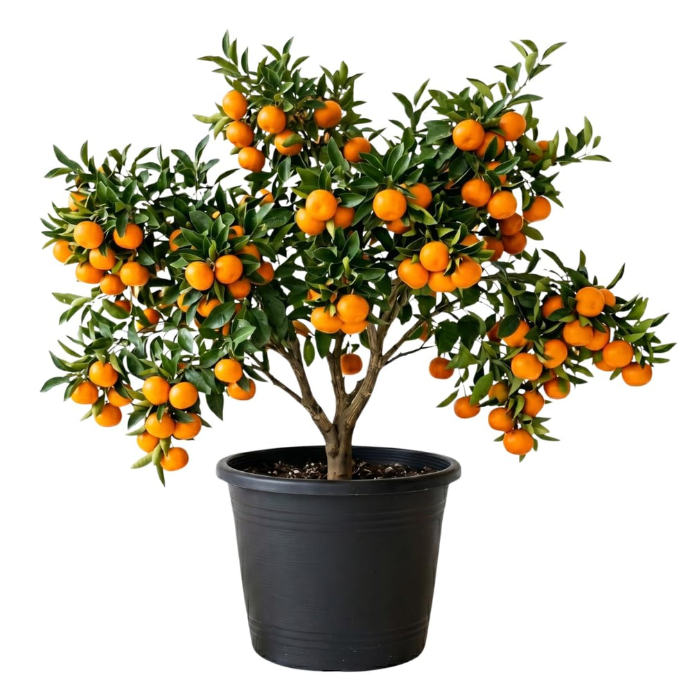 Live Satsuma Mandarin Tree Plant in 1 Gallon Pot, Sweet Tangerine Citrus Tree Suitable for Patio or Outdoor Garden Growing