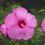 Hibiscus Tree Live Plants for Outdoor Planting, Vibrant Blooms, Size 5-9 Inc in Tall, Dormant in Winter, Spring Fast-Growing (Lady Pink-red)
