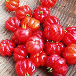 Random Surinam Cherry Tree Live Plant, 2-3 Feet in 1 Gallon Pot, Fast-Growing and Ready to Bear Fruit, High-yieding Outdoor Spring Planting, No CA