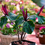5 Red Trillium Bulbs, Trillium Flower Bulbs, Trillium Bulb for Fall Planting, 5 Large Bulbs, Easy to Plant