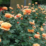 Rose Bush Live Plant, Heirloom Rose Plant Live for Planting, 5-10 Inch Tall, Fragrant Flowers Well Rooted Starter Plant, No Pot (Orange Rose)