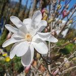 Magnolia Tree Live Plant 6-12 Inch Height, Fragrant Magnolia Plant Live to Grow, Magnolia Bush Flowers (Star Magnolia)