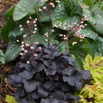 2-Pack Live Heuchera Coral Bells Plants, Deep Purple to Pink or Reddish-Brown Leaves, Vibrant Indoor Outdoor Planting