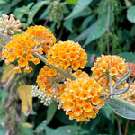 Yellow Buddleia Butterfly Bush Plant Live, 5-9" in Tall, No Pot, Perennial Bushes Ready to Plant in Spring Outdoor Gardening, Dormant in Winter