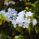 3 White Plumbago Plants Live, Plumbago Flower Live Plants, 4 to 6 Inc Tall, Tropical Shrub Plant