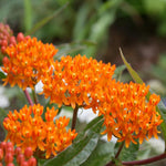 4 Orange Milkweed Plants Live, Butterfly Milkweed Asclepias Tuberosa, Tropical-Style Blooms for Outdoor Gardens, 4-9" Height, No Pot