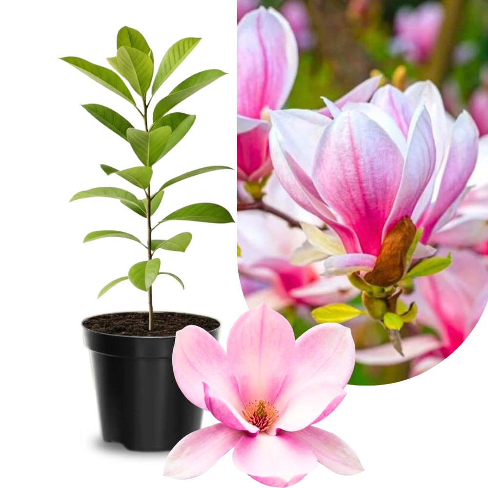 Magnolia Plant Live 6 to 12 Inches Tall, in 2.5 Inches Pot, Magnolia Tree Live Plant, Fragrant Magnolia Flowers (Saucer Magnolia)