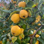 Quince Tree Plant Live, Well-Rooted Fruit Tree, 2-3 Ft Tall