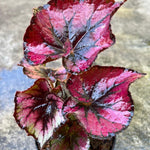 2 Live Begonia Angel Wing Maculata Set, Size 5-9 Inch Tall, Red Polka Dot Begonia Plants, Indoor Outdoor Decorative Houseplants
