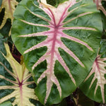 Colocasia Elephant Ears Live Plant, Alocasia Plant, Esculenta Taro Live Houseplant, 5-7 Inc Tall (Green Pink Leaf)
