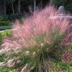 2 Muhly Grass Plants Live, 5-9 Inch Tall Hardy Ornamental Grass Live Plants for Landscaping and Borders (Pink Muhly Grass)