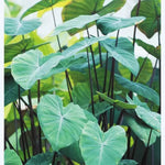 Tea Cup Colocasia Elephant Ear Plants Live 4–7 Inches Tall, Taro Alocasia Tropical Foliage Plants for Outdoor Garden Home Decor