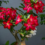2 Mixed Desert Rose Plants Live, Adenium Desert Rose Plant Live, Perennial Flower Plants for Patio Gardening, 4-7 Inch Tall