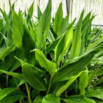 2 Ginger Curcuma Turmeric Plants Live 5-9 Inch Tall, Ginger Plant Live for Planting