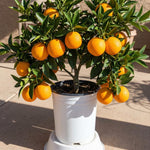High-Yielding Orange Tree Live Plant 1.5-2 Ft Tall in 1 Gallon Pot, Citrus Fruit Tree for Patio Containers, Backyard and Indoor Growing