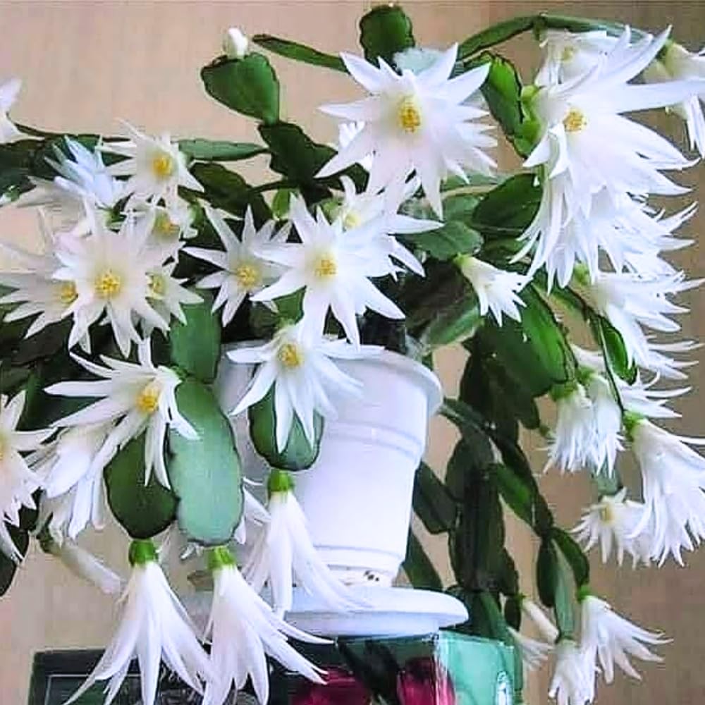 White Easter Cactus Live Plant, 4-9” Tall, Rooted Holiday Cactus Succulent Plant for Indoor or Outdoor Growing, Easy Care Flowering Houseplant