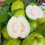 White Guava Tree Live Plant Starter Size, 7-12" in Tall, Outdoor Tropical Fruit Tree Fragrant and Sweet, Dormant in Winter