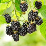Pack 2 Thornless BlackBerry Plants Live to Grow 4 to 8 Inch Tall, BlackBerry Bush Live Plant, Sweet Blackberries Fruit Tree Indoor Outdoor (Ouachita BlackBerry)