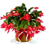 Christmas Cactus Plants Live, Flowering Thanksgiving Cactus with Vibrant Blooms, 4-7'' Tall, Easy-Care Indoor Houseplant (Red Blooms)