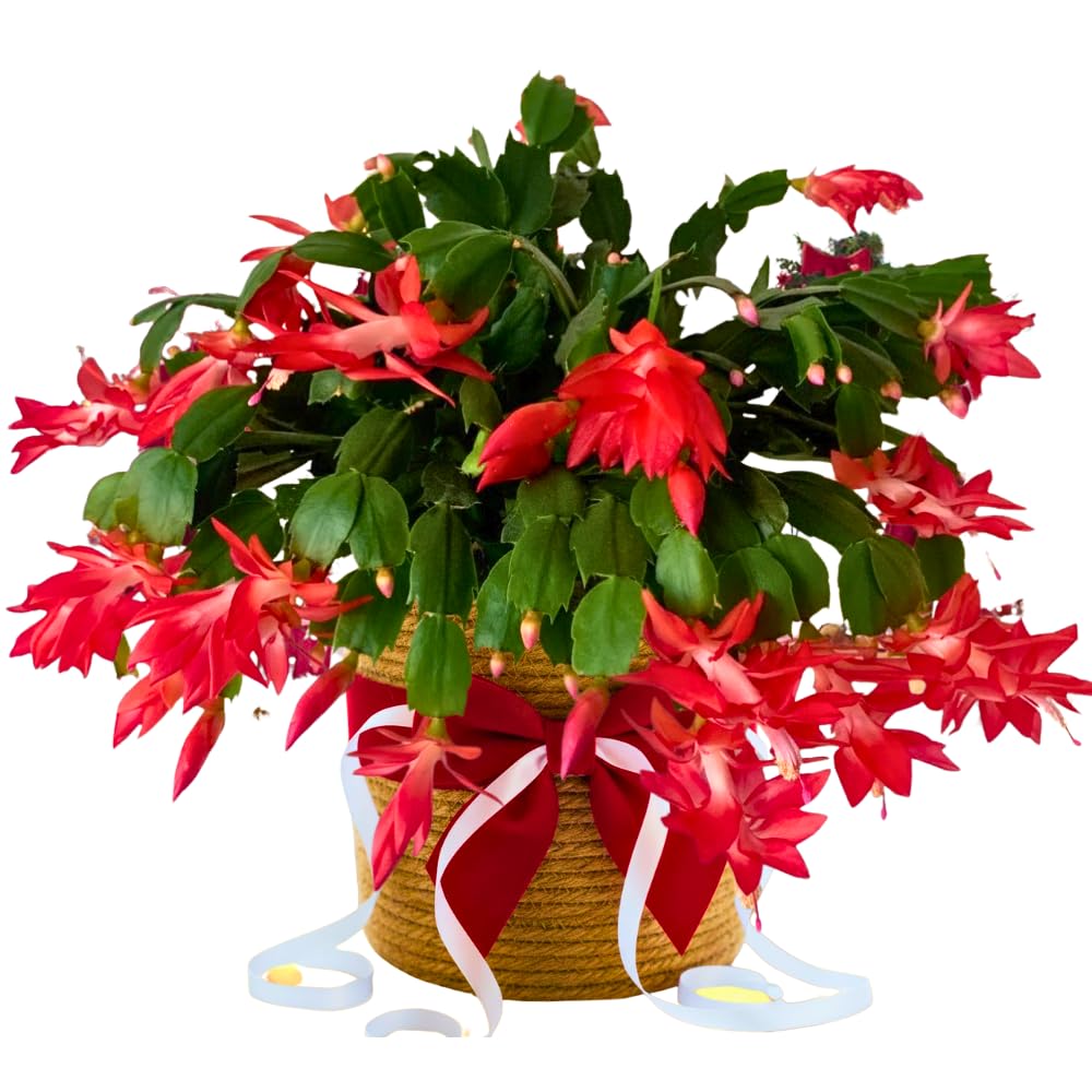 Christmas Cactus Plants Live, Flowering Thanksgiving Cactus with Vibrant Blooms, 4-7'' Tall, Easy-Care Indoor Houseplant (Red Blooms)
