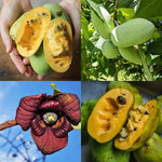 Dormant Pawpaw Tree Live Plant, Hardy Fruit Tree for Small Gardens or Patios, Paw Paw Tree 8-12 Inches