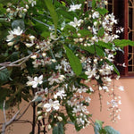Pack 4 Clerodendrum Bleeding Heart Plants Live, 5-10 Inch Tall, Clerodendrum Bleeding Heart Vine, Bell Shaped Flowers (Clerodendrum Smithianum)