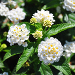 White Lantana Plants Live in 4 Inch Pot, Perennial Lantana Plants Live for Planting Outdoors Garden, 4-6 Inch Tall, Vibrant Flowers Colors