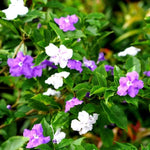 2 Packs Brunfelsia Plants 5-8" Tall, Yesterday, Today, Tomorrow Flowering Shrub, Live Plant for Indoor and Outdoor Gardening, Color-Changing Blooms
