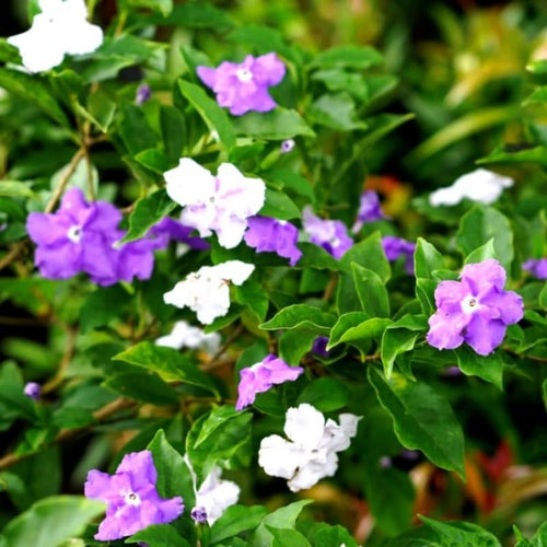 2 Packs Brunfelsia Plants 5-8" Tall, Yesterday, Today, Tomorrow Flowering Shrub, Live Plant for Indoor and Outdoor Gardening, Color-Changing Blooms