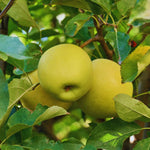 Golden Apple Tree Plant Live, Landscape Fruit Tree, 2-3 Ft Tall