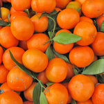Clementine Mandarin Tree Live Plant, 1-2 Feet Tall in 1 Gallon Pot, Sweet Citrus Fruit Tree for Outdoor Garden, Easy Care Potted Citrus Tree