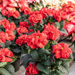 2 Multi Varieties Poinsettia Plants Live, Winter Red Rose Poinsettia Flowers for Holiday Christmas Gift, Decoration Houseplant 5-10" in Tall, No Pot