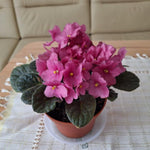 Pink African Violet Plant Live, 4 Inch Pot, Indoor Flowering Plant
