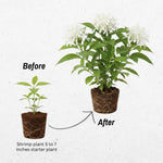 White Shrimp Plant Live, Live Shrimp Shrubs Plant, 5-7 Inches Tall, Easy Care Houseplant, Fragrant Blooms, Indoor Outdoor Growing