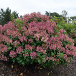 Hydrangea Plant Live Tree, Red Pink to White Color Bloom, 5-10" Well-Rooted Hydrangea Shrub Bush for House Planting Outdoor, Dormant