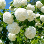 Old Fashion Snowball Viburnum Live Plant, 8-10" Tall Viburnum Shrub in Pot, Hardy Viburnum Bush Starter for Outdoor Planting