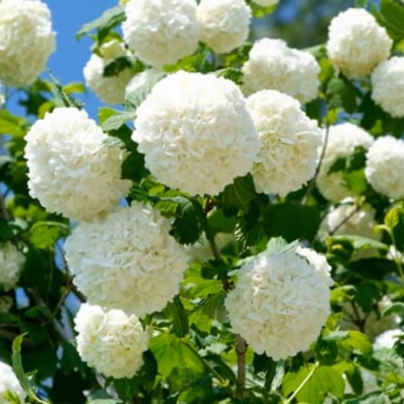 Old Fashion Snowball Viburnum Live Plant, 8-10" Tall Viburnum Shrub in Pot, Hardy Viburnum Bush Starter for Outdoor Planting