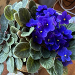 Blue African Violet Live Plant in 4” Pot, Blooming Indoor Houseplant, Easy Care Flowering Plant for Home or Office Décor