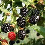 Pack 2 Thornless BlackBerry Plants Live to Grow 4 to 8 Inch Tall, BlackBerry Bush Live Plant, Sweet Blackberries Fruit Tree Indoor Outdoor (Chester BlackBerry)