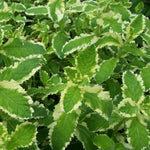 Live Pinapple Mint Plant, Mint Herb Plant, 4 Inch Pot for Planting