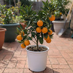 Valencia Orange Tree Live Plant 1.5-2 Ft Tall in 1 Gallon Pot, Citrus Fruit Tree for Patio Containers, Backyard and Indoor Growing